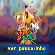 ver passarinho morto significado espiritual